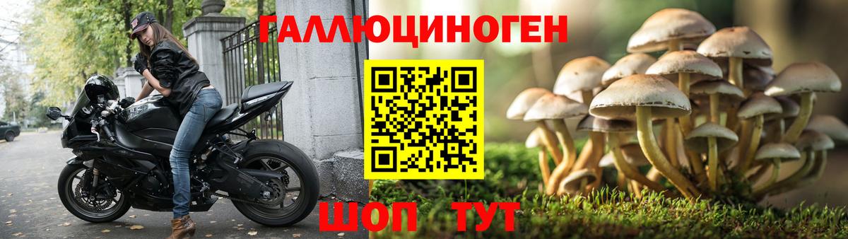 Галлюциногенные грибы GOLDEN TEACHER  цена   Котлас  Вход с VPN 